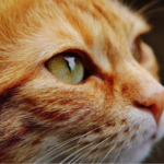 what is pet insurance