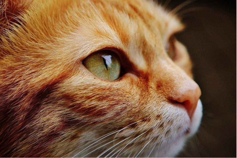 what is pet insurance