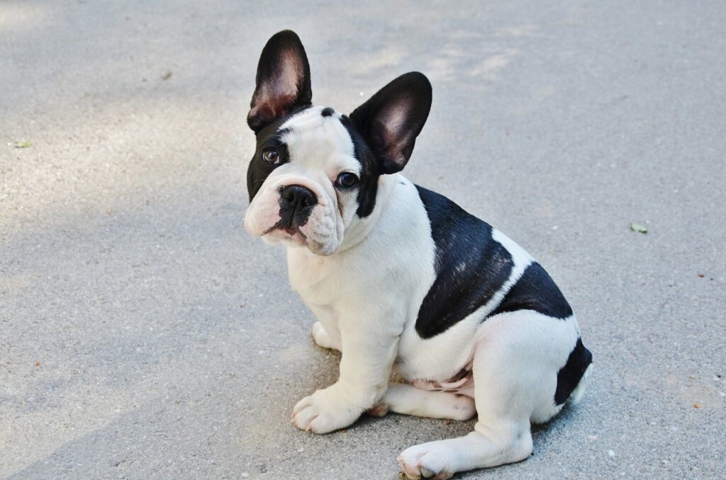 different types of french bulldogs