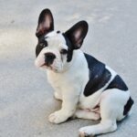 different types of french bulldogs