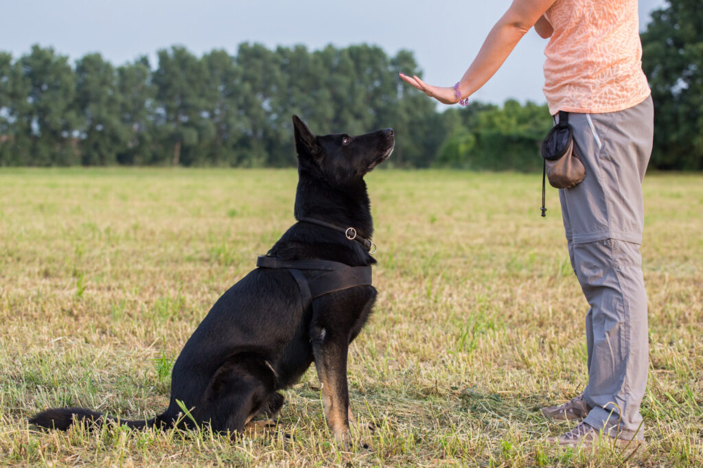 dog behavioral problems