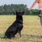 dog behavioral problems