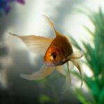 how to keep fish alive