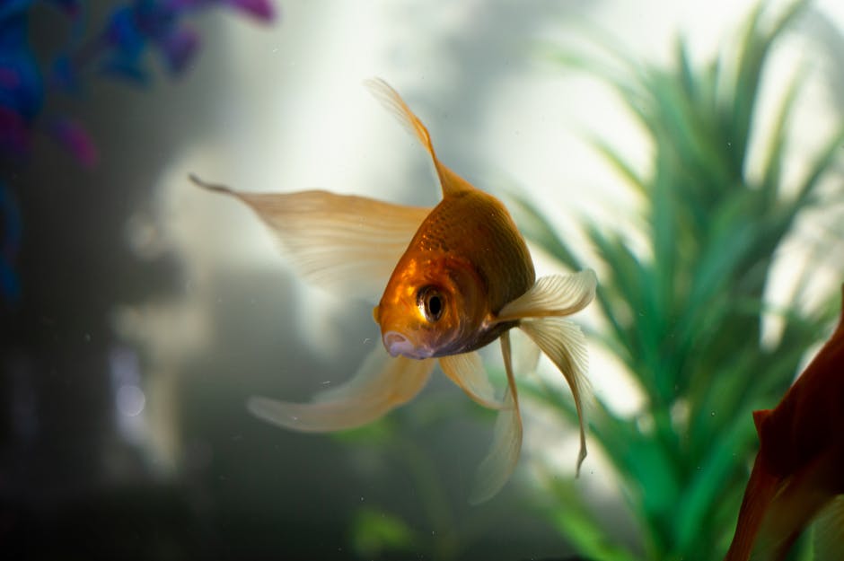 how to keep fish alive