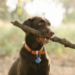 buying dog collars
