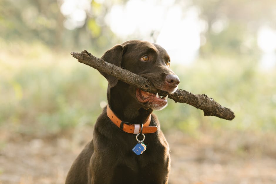 buying dog collars