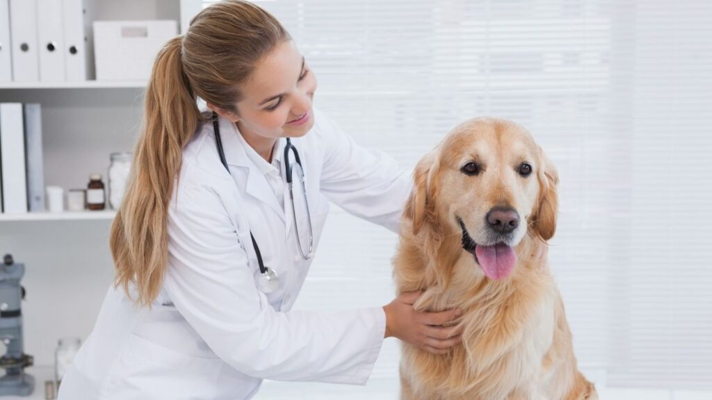 how much do vets make