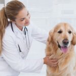 how much do vets make
