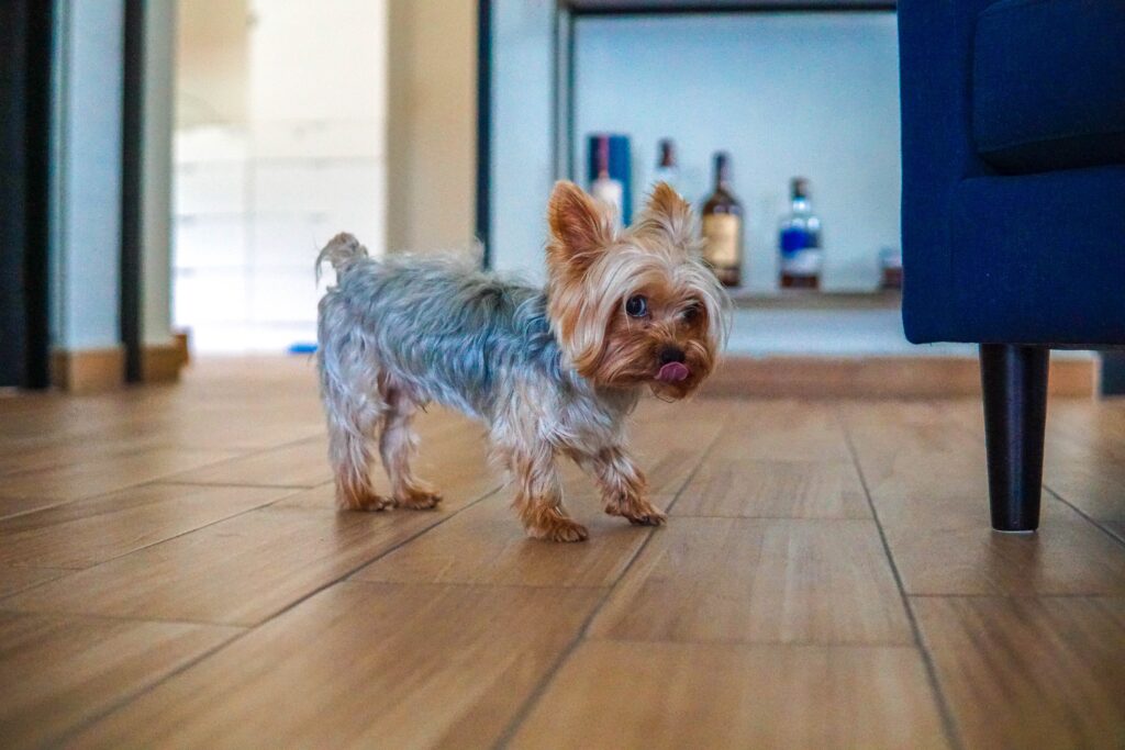pet friendly home
