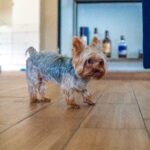 pet friendly home