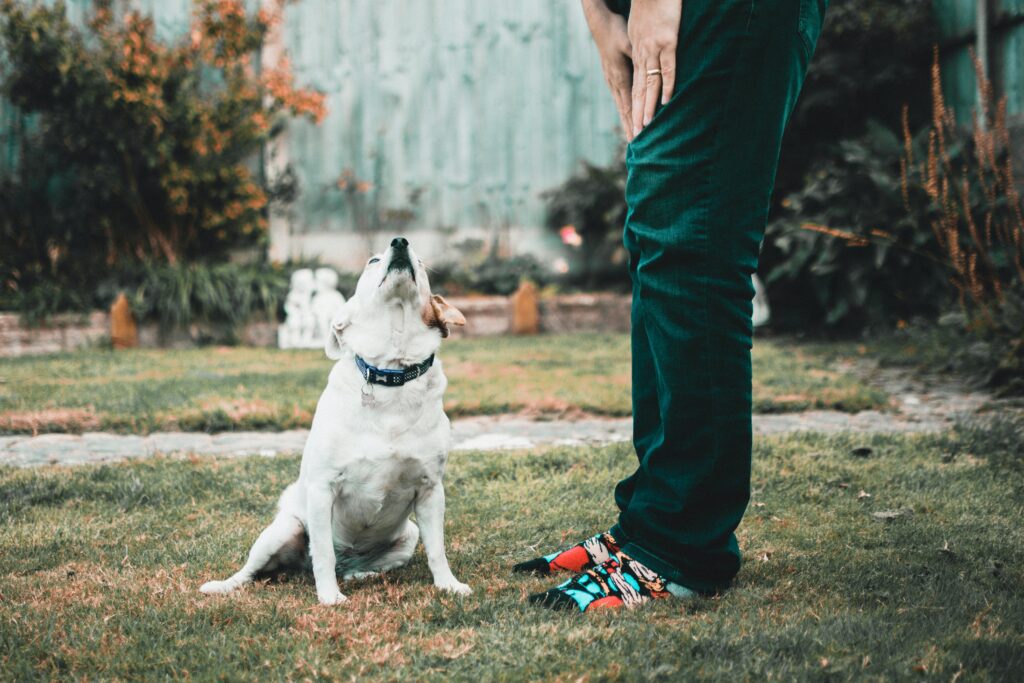 dog being trained