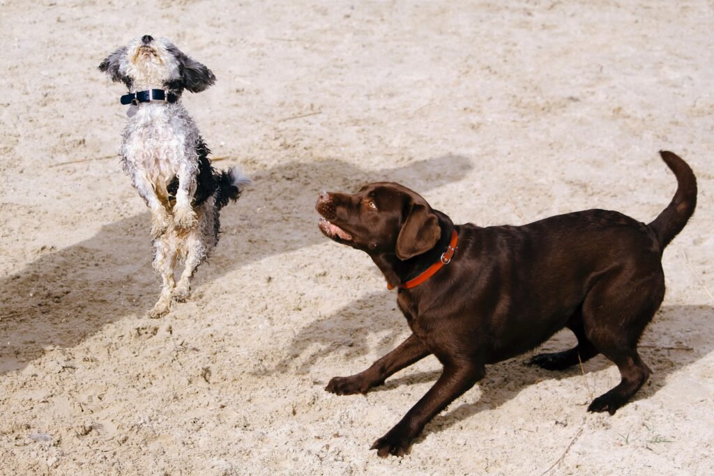 dogs socializing