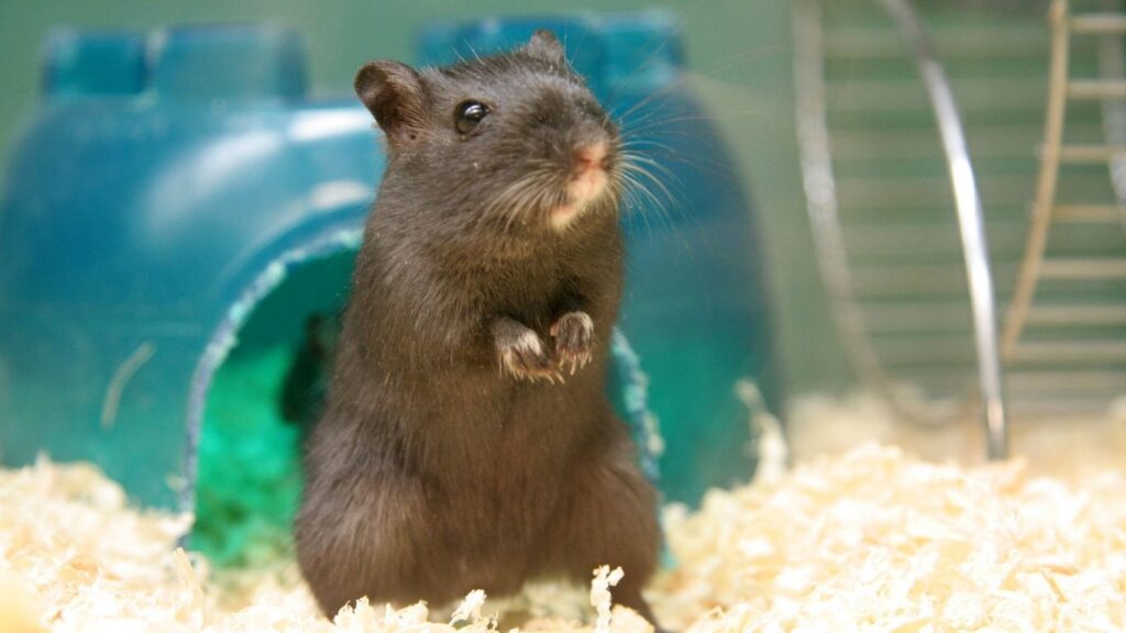 gerbil toys