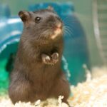gerbil toys