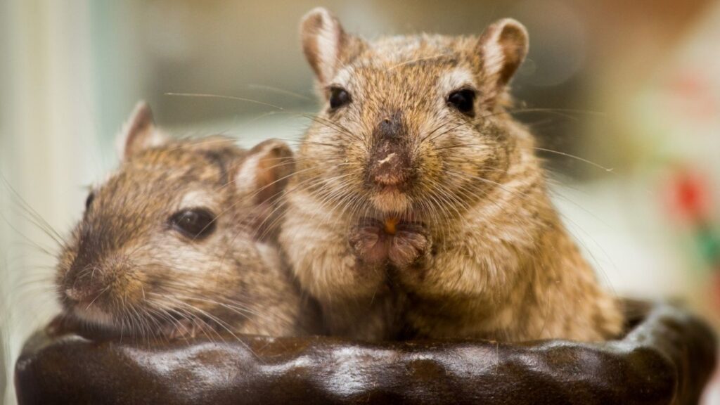 hamster vs gerbil
