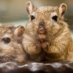 hamster vs gerbil