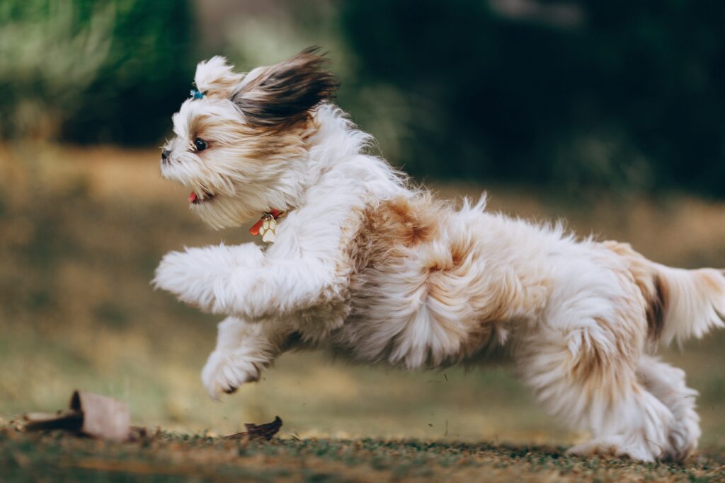 small dog running
