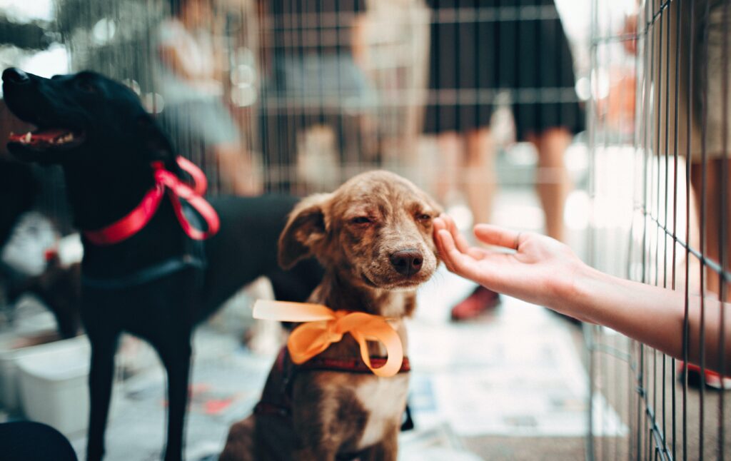 tips for new dog owners