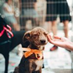 tips for new dog owners
