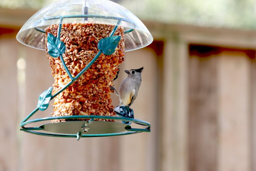 backyard bird feeder