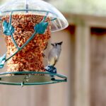 backyard bird feeder