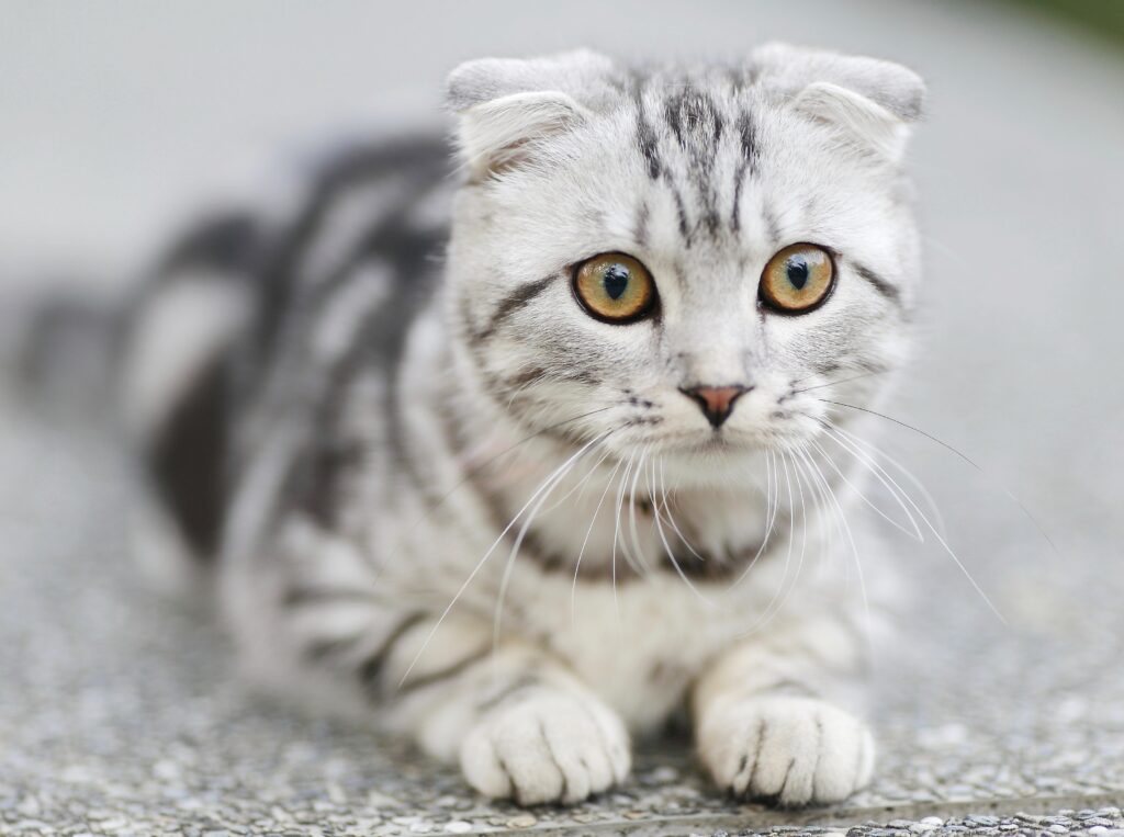 cat spay neuter