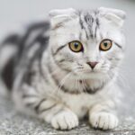 cat spay neuter