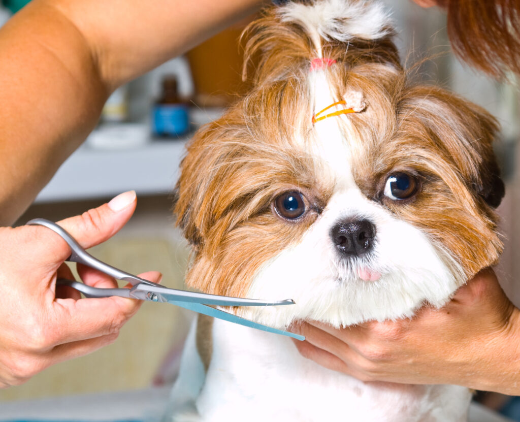 professional dog groomer