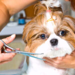 professional dog groomer