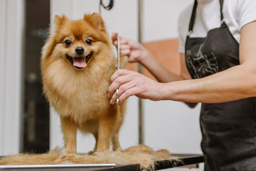 professional pet groomer