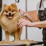 professional pet groomer