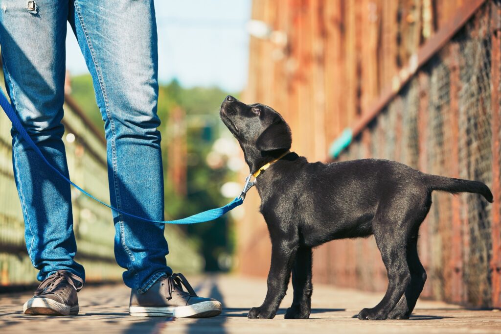 puppy training