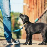 puppy training