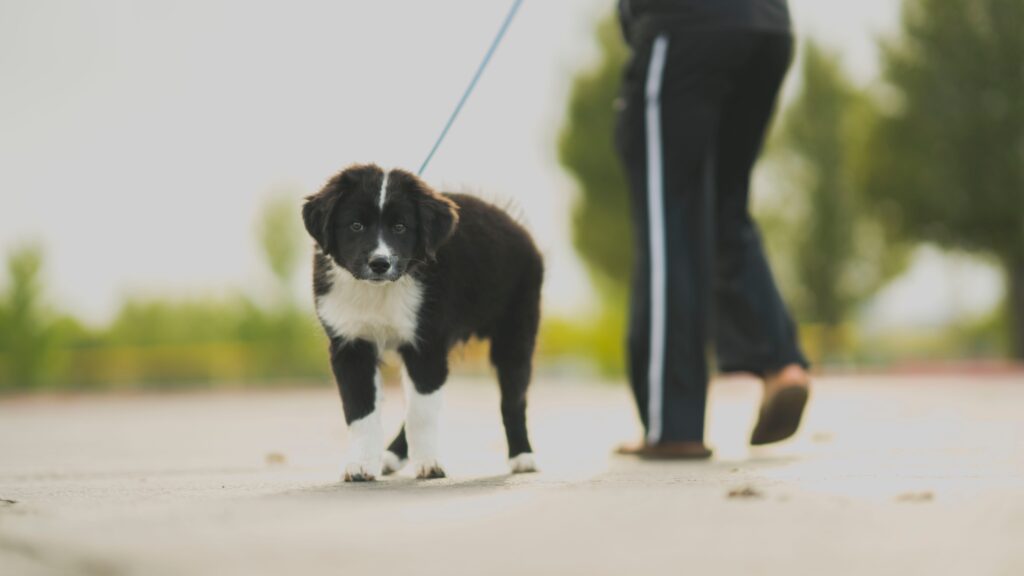 walking the dog