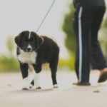 walking the dog