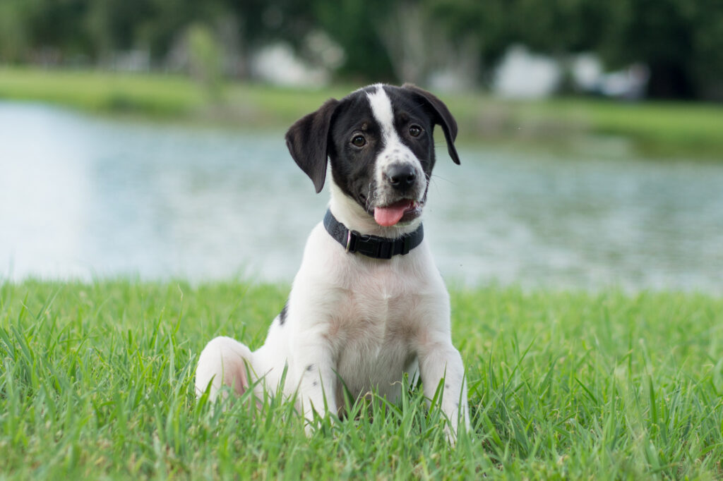 how to potty train a dog