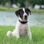 how to potty train a dog