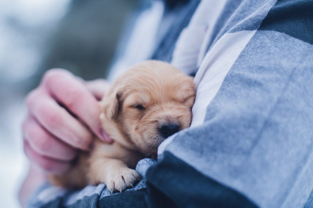 buying a puppy
