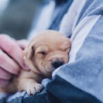 buying a puppy