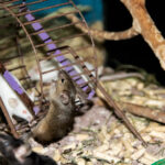 The little gray mouse runs in a caged wheel close up