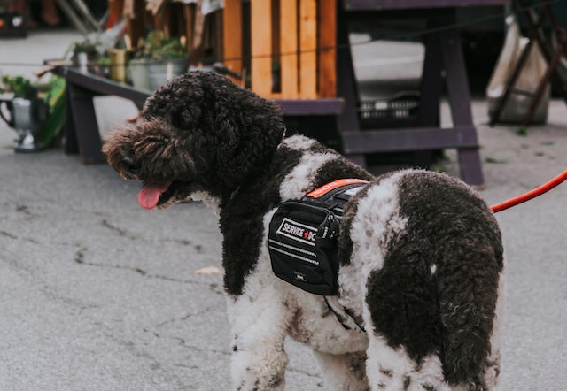 Why Can’t You Pet a Service Dog