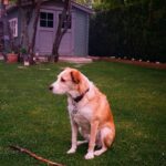 how to teach a dog to sit
