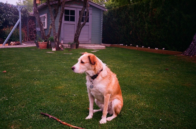 how to teach a dog to sit