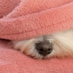 How to Treat Dry Crusty Dog Nose