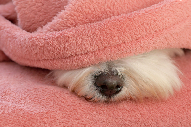 How to Treat Dry Crusty Dog Nose