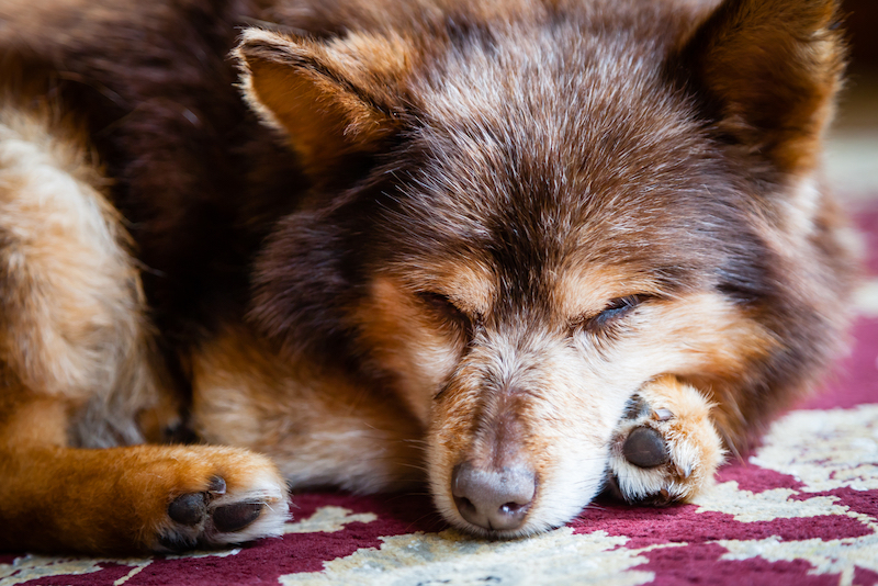 dry dog nose