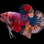 how long does dropsy take to kill a fish