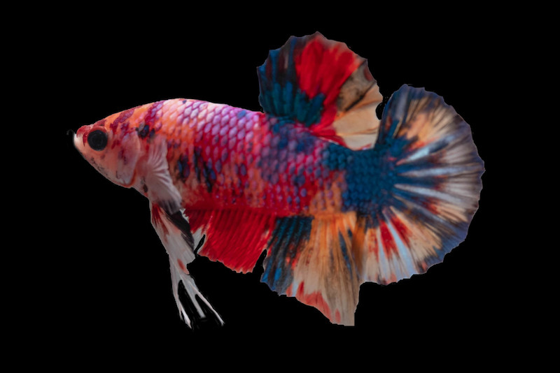 how long does dropsy take to kill a fish