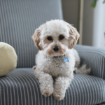 pet friendly furniture