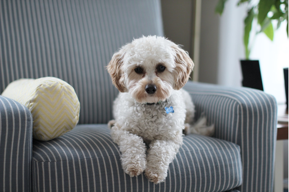 pet friendly furniture